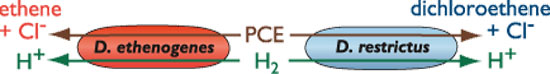 sketch of D. etheogenes and D. restrictus competing for hydrogen