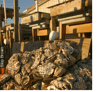 bagged oyster shells near the Horn Point Hatchery - photo by Skip Brown