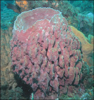 Barrel sponge - photo by Ruseell Hill