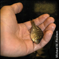 small bluegill fish in someone's left hand