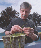 Walter Boynton examining shoots of eelgrass