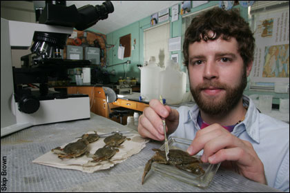 Brandon Puckett examining some crabs - by Skip Brown
