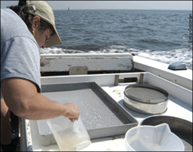 Denise Breitburg pours the contents of a catch - only comb jellies - into a tray for sorting - by Erica Goldman