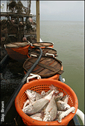 Basket of croakers on a crabbing boat - by Skip Brown