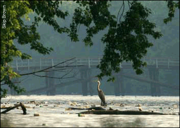 View of the Anacostia River with Great Blue Heron on an island