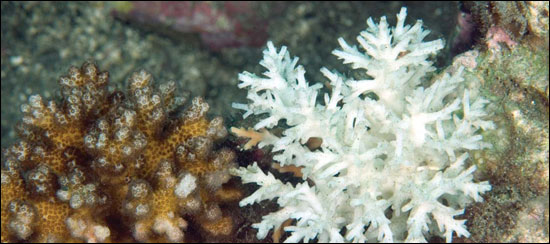 Bleached coral reef - photo copyright Wolcott Henry 2005