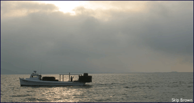A crab boat on the Bay - by Skip Brown