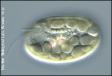 Cryptomonas spp.