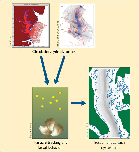 circulation/hdrodynamics of the Bay --> particle tracking and lavarval behaviour --> settlement at each oyster bar