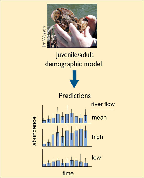 juvenile/adult demographic model used to predict abundance over time and river flow