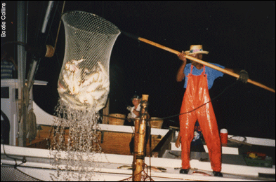 A crewman hauls in fish from the pound nets pocket - photo by Bootie Collins 