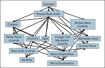 striped bass foodweb