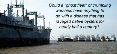 Could a 'ghost fleet' of crumbling warships have anything to do with a disease that has ravaged native oysters for nearly half a century? Naval destroyer and other ships that are part of the ghost fleet - photo Michael W. Fincham