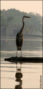 Great blue heron on the Anacostia River - by Skip Brown