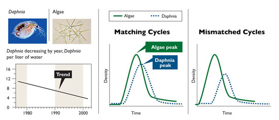 Plots showing algal decline and daphnia population cyces in Lake Washington.