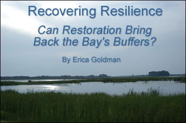 Recovering Resilience - Can Restoration Bring Back the Bay's Buffers? Article by Erica Goldman. Photo of a   Maryland marsh By Sandy Rodgers.