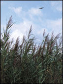 Chesapeake Bay marshland