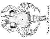 crab megalop sketch by Deborah Coffin Kennedy