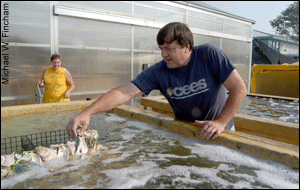 Don Meritt and his staff have developed techniques for spawning, feeding and setting the native oyster.