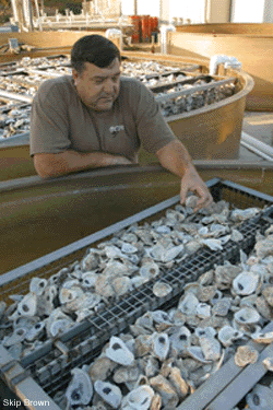Don Meritt picks up a clean oyster shell from a pile that fills a containerized steel cage - photo by Skip Brown