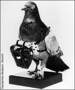 pigeon with a camera