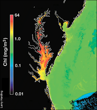Chlorophyll amounts as derived from SeaWifs overflight of the the Chesapeake Bay and Atlantic Ocean