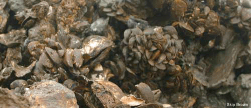 close-up of an oyster reef- by Skip Brown