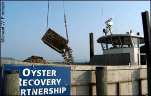 Loading oysters onto an oyster recovery ship