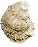 oyster shell