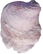oyster shell