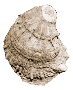 oyster shell