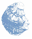 Sketch of an oyster shell