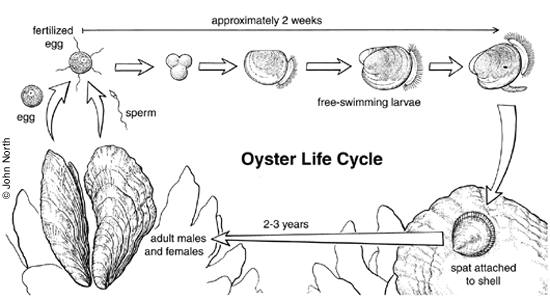 Schematic of the oyster cycle - copyright by John North