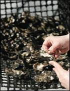 Oysters grown by Irene Hantman - Photo by Skip Brown