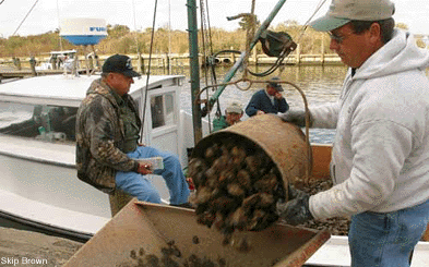 Unloading harvested oysters at a Maryland dock - photo by Skip Brown