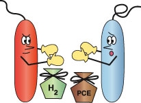 cartoon of two bacteria fighting over hydrogen