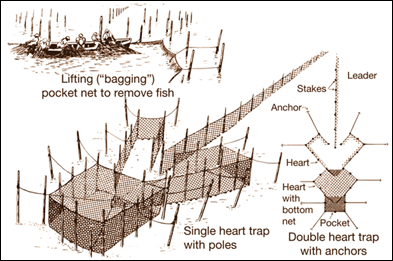 sketch showing how a pound net catches fish