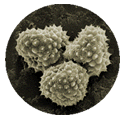ragweed pollen with spikes