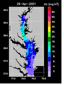 color map depicting chlorophyll levels in the Chesapeake Bay