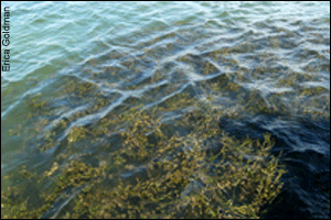 Submerged aquatic vegetation near shore of the Bay