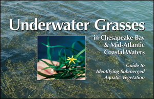Underwater Grasses in Chesapeake Bay & Mid-Atlantic Coastal Waters:  Guide to Identifying Submerged Aquatic Vegetation