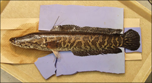 snakehead