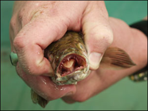 Head of a snakehead