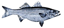 Striped Bass