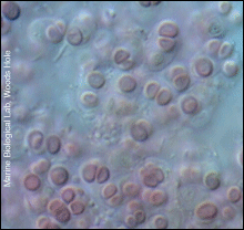 Synechococcus spp.