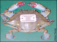 tagged adult crab by Alicia Young