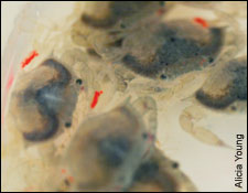 tagged juvenile crab by Alicia Young