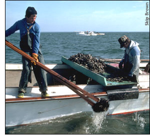 tonging for oysters