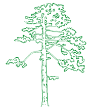 sketch of a tree