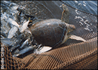 Turtle caught in pound net